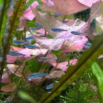 フィッシュショップFUJIのblog