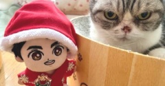 5匹の猫のクリスマスの過ごし方と有馬記念