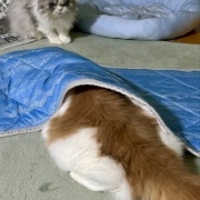 じゃれ合い相手を探している猫と猫トイレのお話