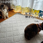 天竺はもうそこかも。