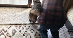 【猫写真】母と一緒が嬉しいマロちゃん