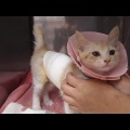 足シャワーが苦手な猫、洗われる“覚悟ができたポーズ”に「アジフライみたい」「バレリーナ」と反響