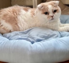 ニトリのＮクール用品でくつろぐ猫たち