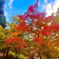 『2025年秋・京都嵐山☆紅葉最前線🍁』