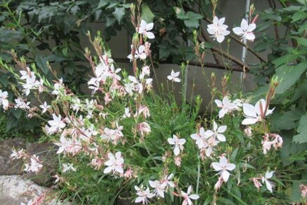 ガウラなど ミセスケイの薔薇コラム