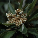 ★待春の腰笑はせるゆる体操