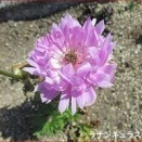 テニスコント　２５６５