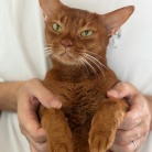 朝ごはん中の飼い主を後ろからチョイチョイして抱っこに成功し、満足げなひめちゃん