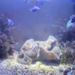 カクレクマノミの潮だまり