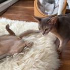 グレー兄弟の距離感