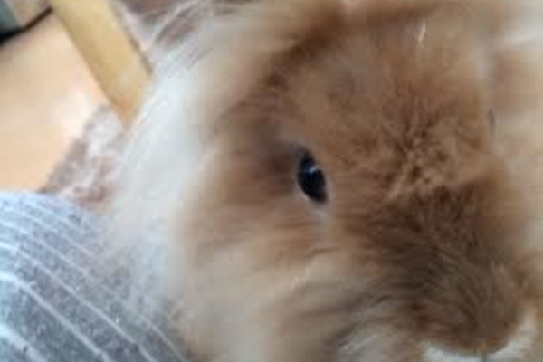 うさぎのおうち ライオン