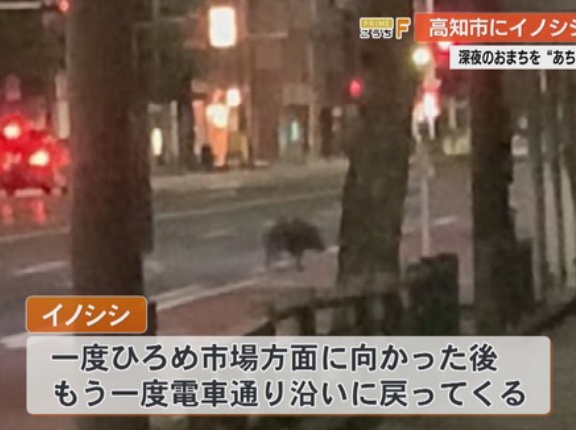 【高知】深夜の繁華街にイノシシ出没、パトカーに突進　目撃者「突進してこられたのは人生で初めて。びっくりした」