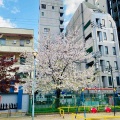 近所の桜🌸と道頓堀の謎のお宅…💦