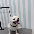 チワワのマロくん🍏