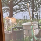 ねこ：きょうの野良猫54
