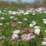 『マンベ鉄回顧録　2014年5月7日　長万部の遅い春。』の画像