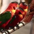 鳥のさえずりを聴くことはメンタルヘルスを改善する