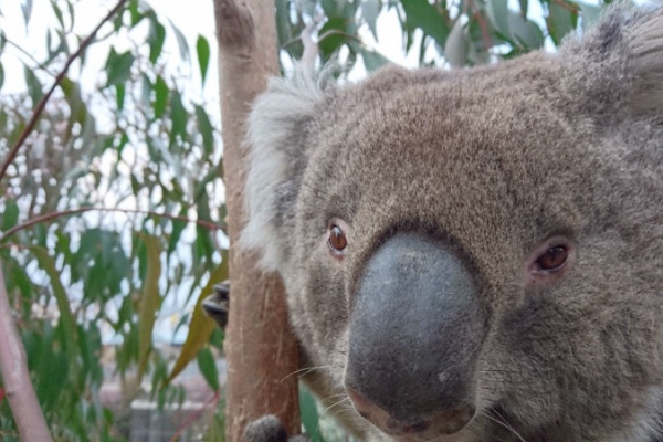 天王寺動物園スタッフブログ Koala 天王寺動物園スタッフブログ Koala