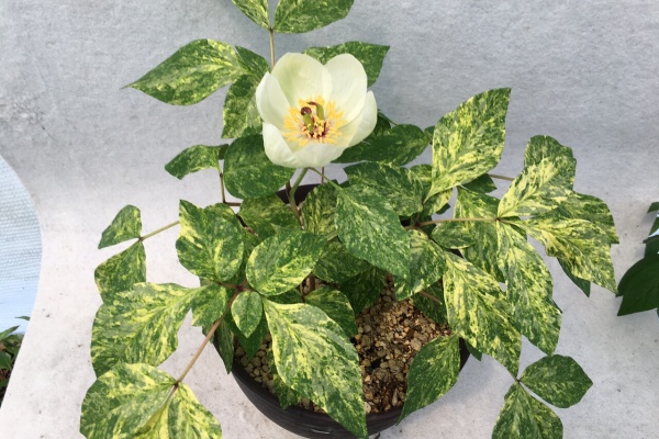 北の山野草ハウスのblog - ヤマシャクヤク