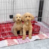 『夏！！☀️みんなのくつろぎかた🪑』の画像