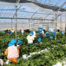 「いちご狩り」年長