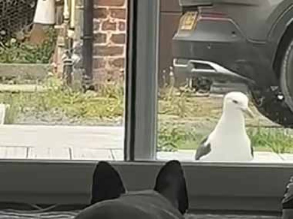 窓の外に1羽のカモメが現れた。彼女が警戒しながら近づいて行く → こうなった…