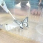 秩父こども園　認めてほめて愛して育てる