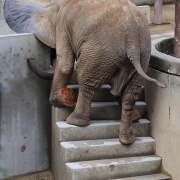 砥愛ちゃん、まだまだ上っています！下りています！