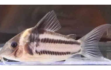 『熱帯魚オススメ情報！』の画像