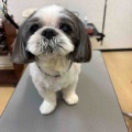 トリミング🐶🛁✂️