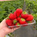 🌈家族でイチゴ狩りに行って来ました