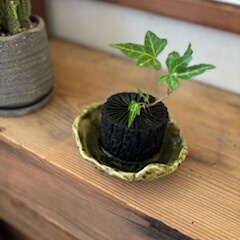 高知日曜市➂