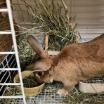 うさぎのきた道