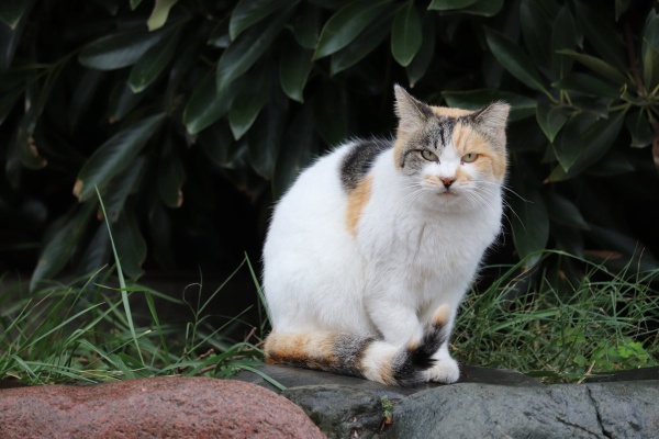 0 と 1 の世界の見習い探検家 - 御猫様日誌