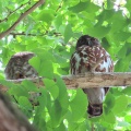 2025鑁阿寺アオバズクの巣離れ幼鳥を撮るI🐤📸(足利市)