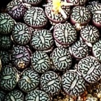 筑波実験植物園へ⑩(2025年12月)