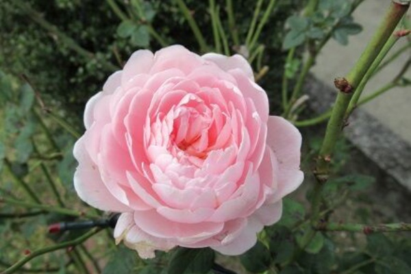 ミセスケイの薔薇コラム ローズマリー