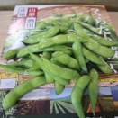 陽恵はいかがでしたか？？