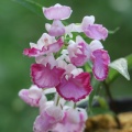 ウチョウラン　朱花