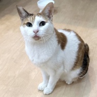 猫式最後の良心
