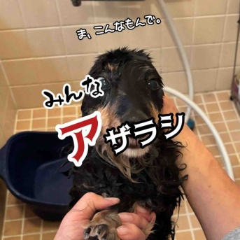 オマエもアザラシにしてやろうか選手権。