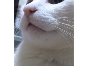 閲覧注意】心筋症末期の発作を起こしわずか2日半でももんちが亡くなっ