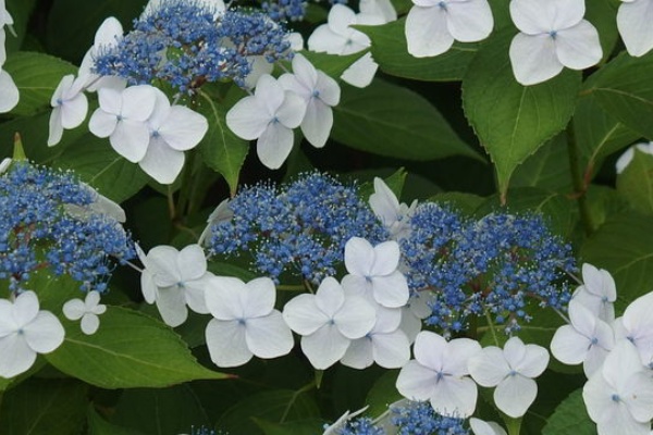 花信風 季節からのたより あじさい