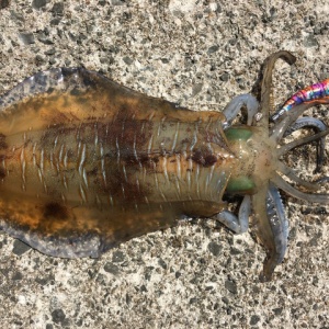 春イカの釣り方とタックルについて No Fishing No Life