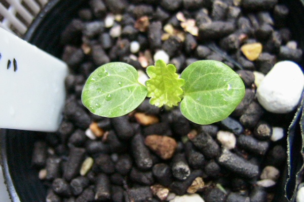 お庭を花いっぱいに ホリホック