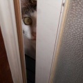 猫に小判を与えたら。 埋蔵金：千八百七拾九両　なんじゃいコイツぅらぁっ！