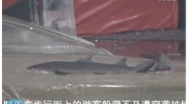 【中国】サメの巨大水槽が爆発