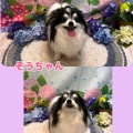 【トリミングブログ】こんにちは！