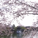 朝からカモの人(鶴見緑地・2025.4.6) その4