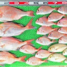 2026年10月15日　釣果